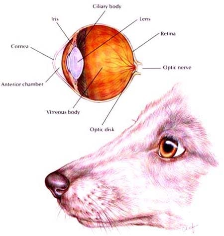 Normal Canine Eye