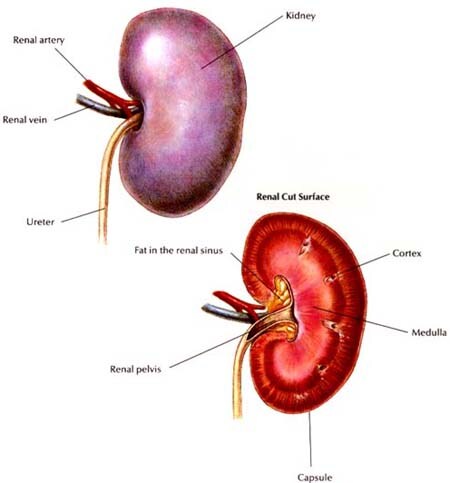 Normal Canine Kidney