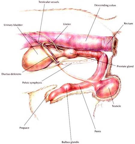 Normal Canine Lower Urinary System