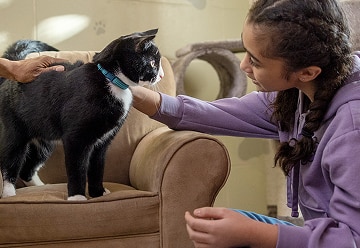 Gray cat with green eyes being petted by a veterinarian.  