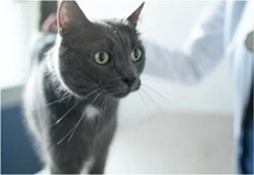 A close-up of a grey cat with yellow-green eyes standing on an examination table while a vet gently pets its back.