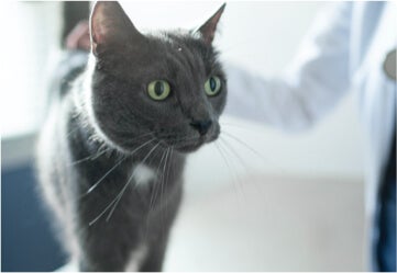 Gray cat with green eyes being petted by a veterinarian.  