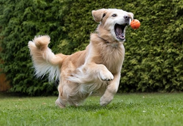 golden catching a ball