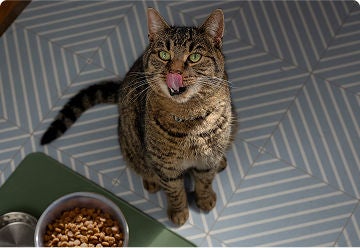 A cat looking at a bowl of cat food above