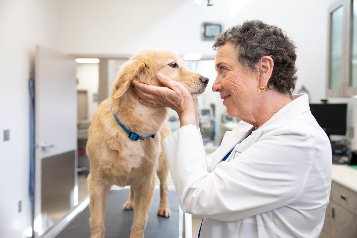 A female veterinarian smiling at a dog while examining it in her clinic