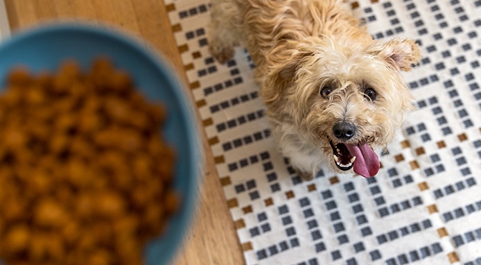 Happy dog is going to eat his food