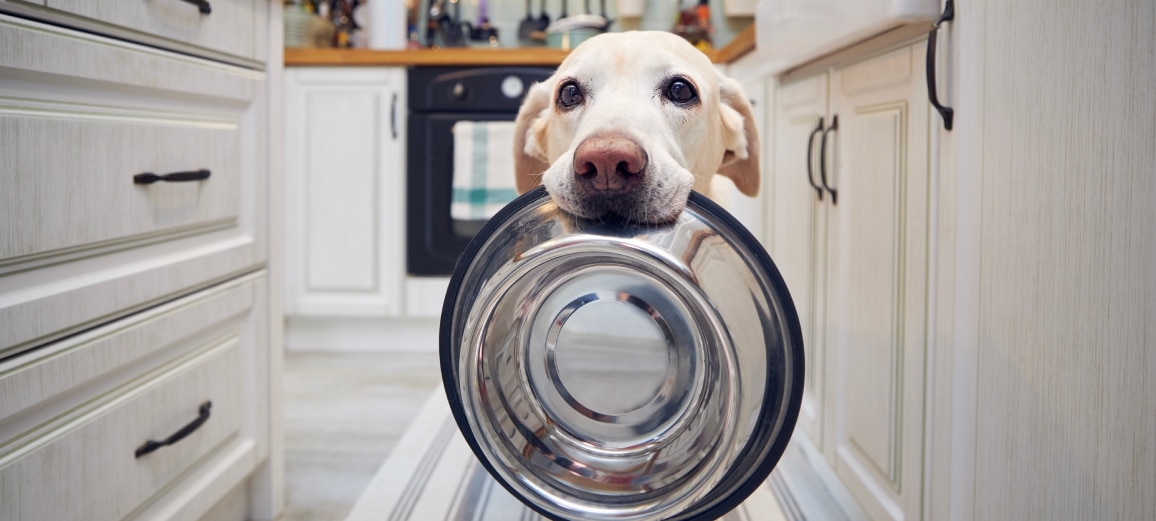 A dog with a bowl food in its mouth