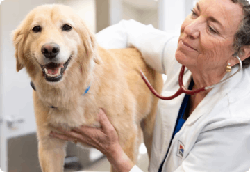 Dog in the consultant room with veterinary