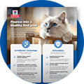 Kitten Detailer Icon