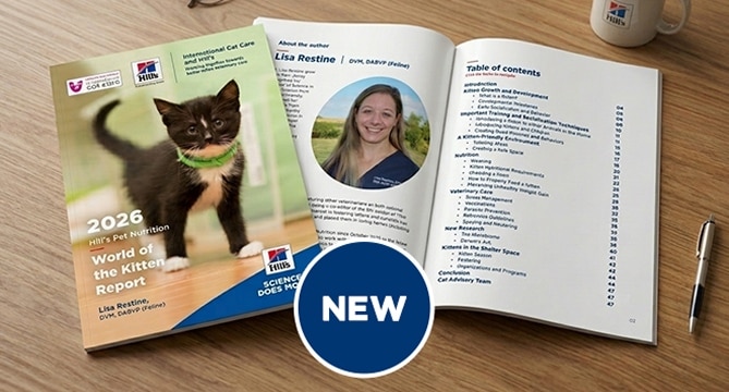 New 2026 World of the Kitten Report
