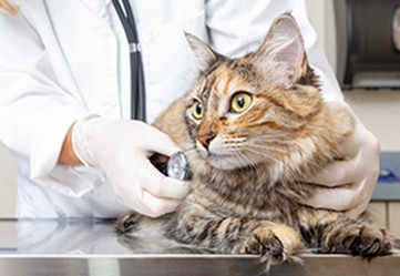 Cat examination on Vet