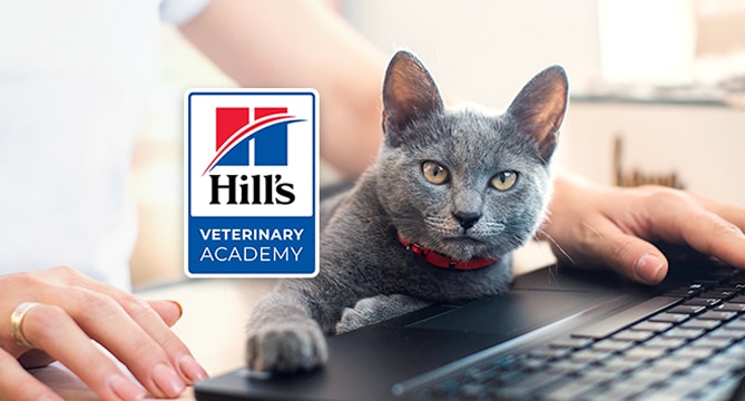 Hills Veterinary Academy