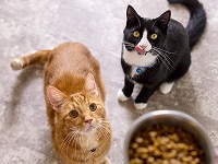 Hill’s Pet Digestive Care Product Packets of Cat and Dog Food