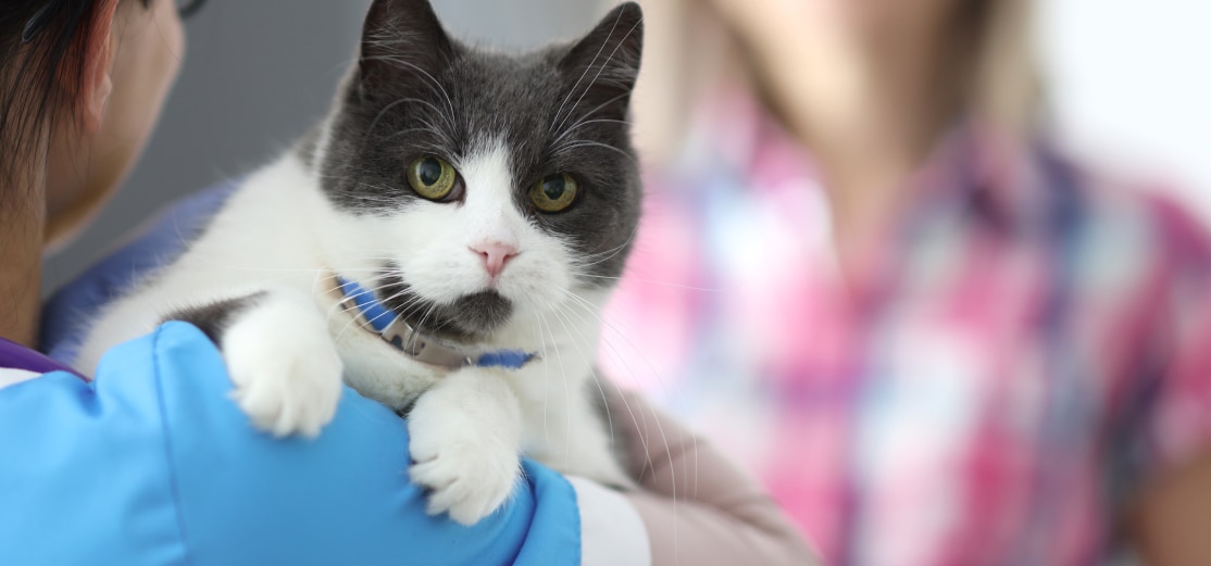 A black and white cat gets hold by her pet parent