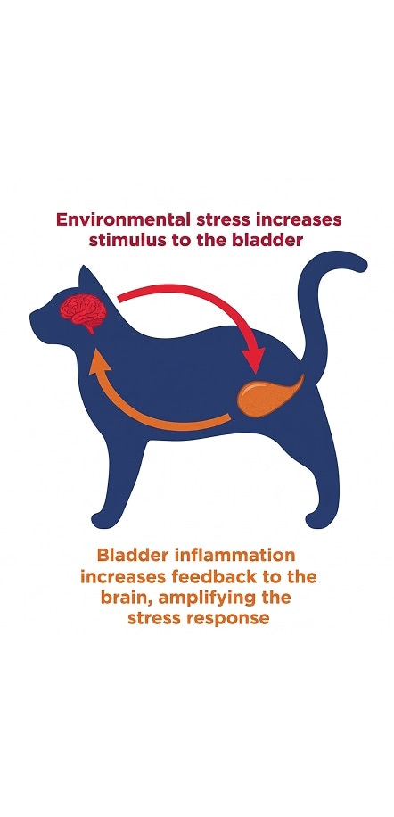 diagram of cat  stress and bladder relation