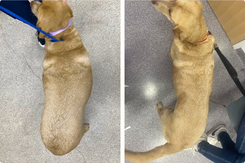 Bailey loss weight testimonial