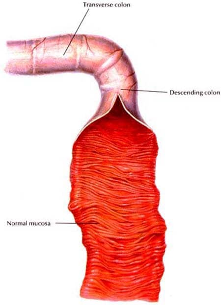 Canine Colon - Normal
