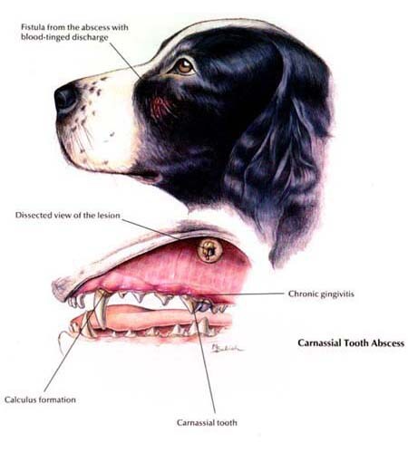 Carnassial Tooth Abscess