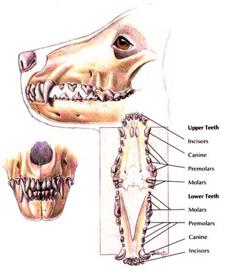 Canine Dentition - Normal