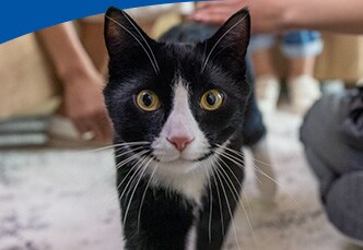 Close up of a cat