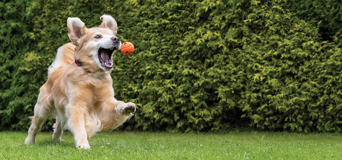 Dog attempts to catch a ball