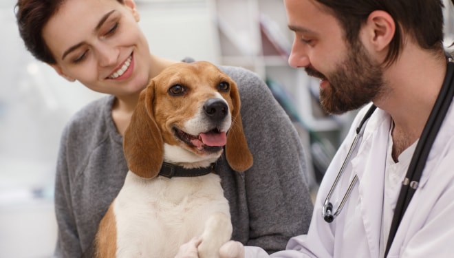 Dog in Veterinary Clinic