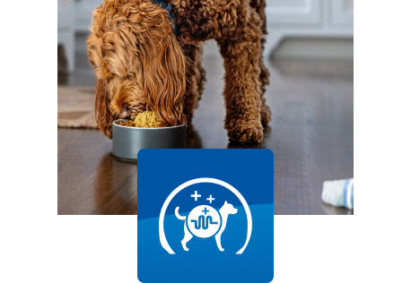 A dog eating from a bowl indoors