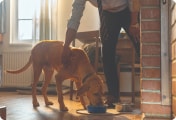 Small dog next to pet parent with book