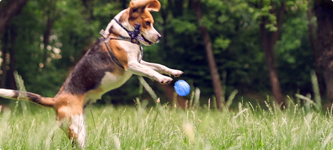 Happy dog playing in the backyard