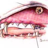 Carnassial Tooth Abscess
