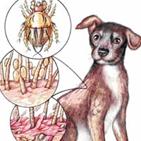 Cheyletiella