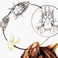 Ear Mites
