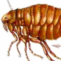 Fleas