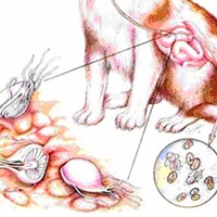 Giardia