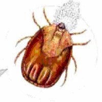 Ticks