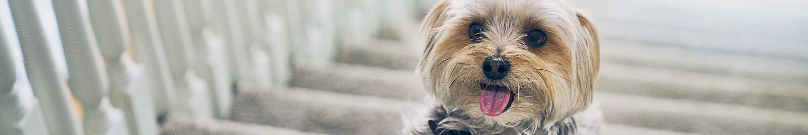 happy dog standing on carpeted stairs