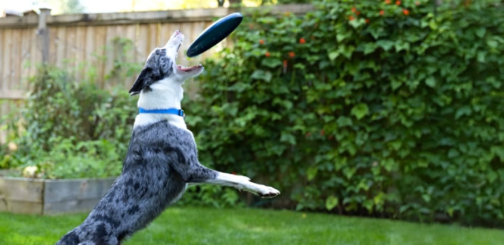 Header dog with frisbee small dog running through water