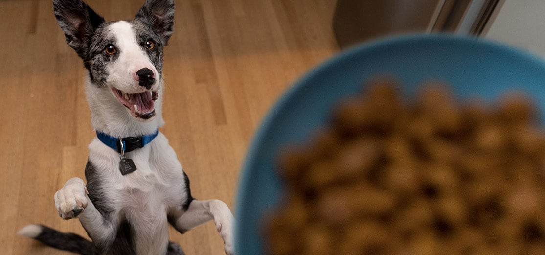 Black and white dog on hind legs, excited by a bowl of food above