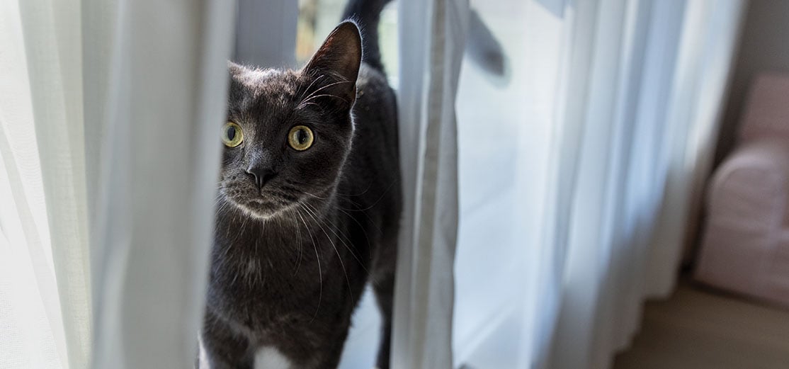 Grey cat with green eyes looking up from behind a curtain