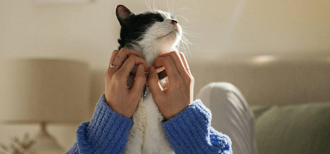 A black and white cat gets tickled by her pet parent